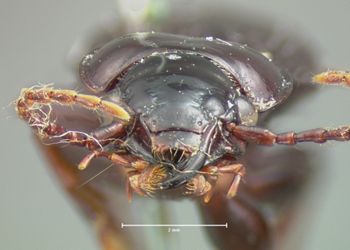 Media type: image;   Entomology 5632 Aspect: head frontal view